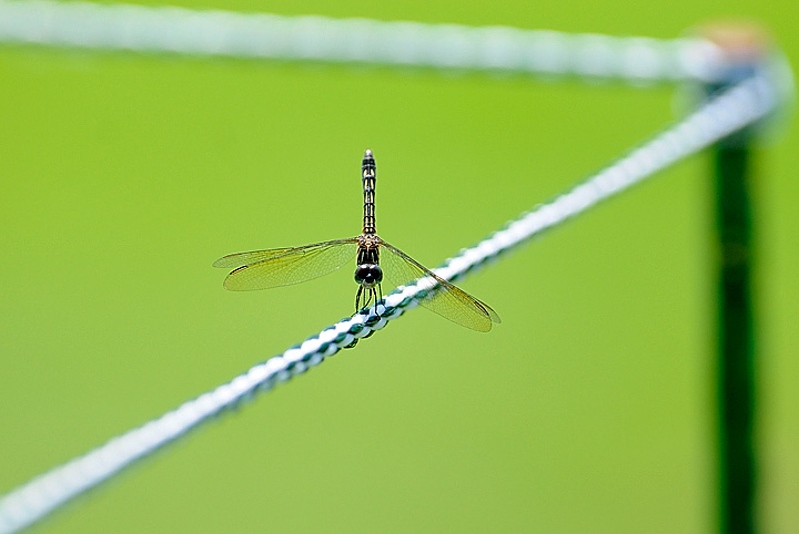 [dragonfly02.jpg]