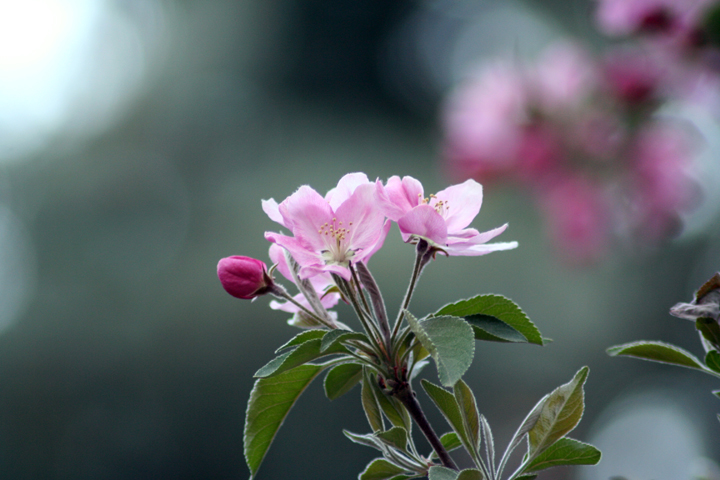[nature_floweringtree_big.jpg]