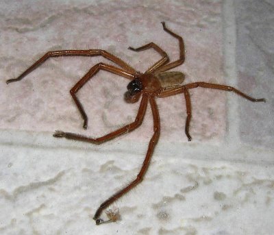[Huntsman+Spider+26AA+Isopoda+sp..JPG]