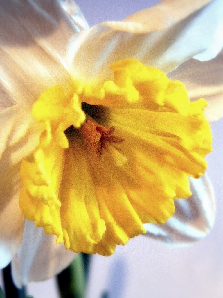 [daffodil..JPG]