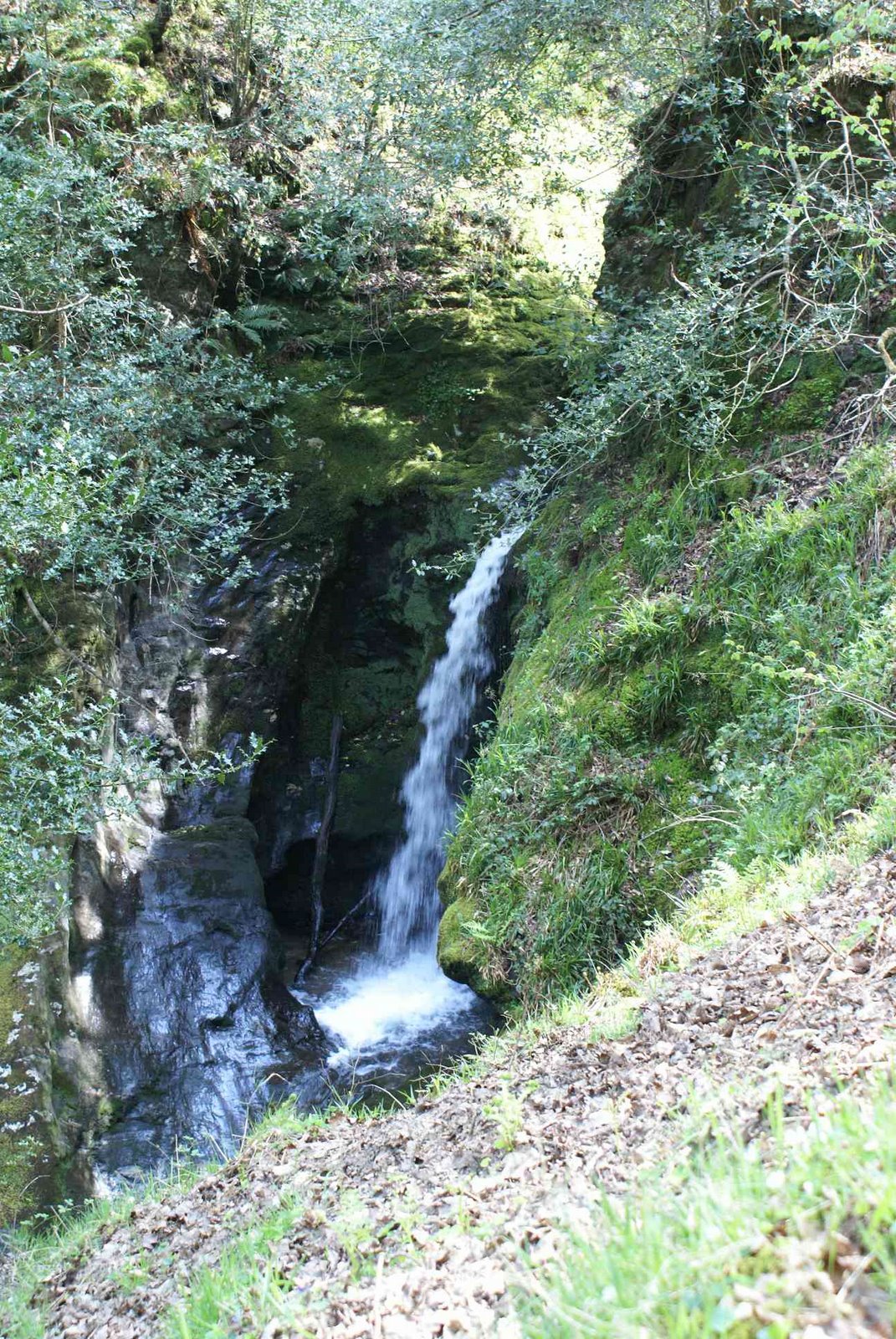 [DSC01852+Poulanass+Waterfall+-+Glendalough+Woods+Nature+Reserve.JPG]