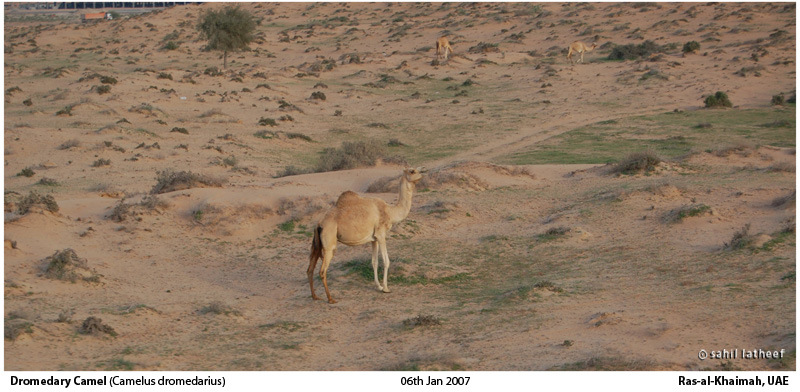 [2007-01-06-Camel.jpg]