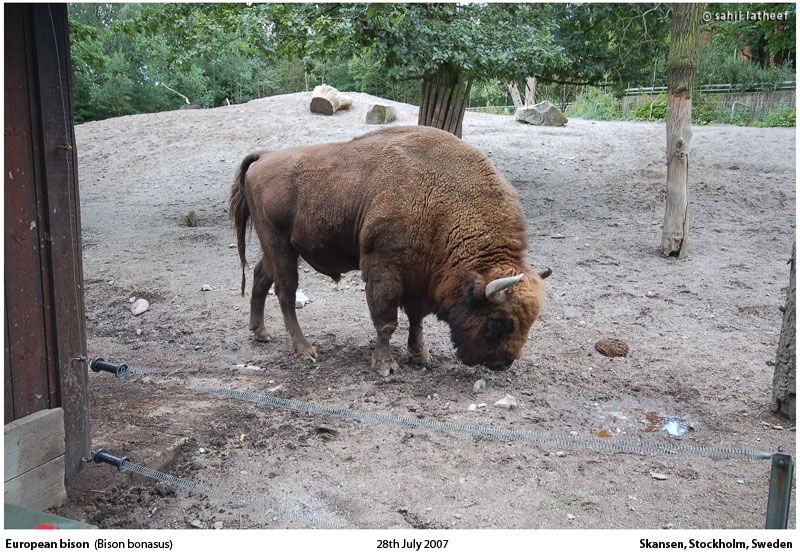 [European-bison.jpg]