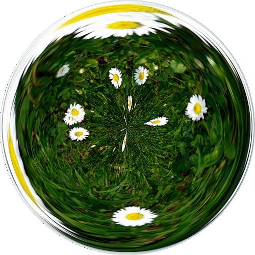[lawn+daisies+amazing+Circle.jpg]