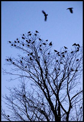 [crows.jpg]