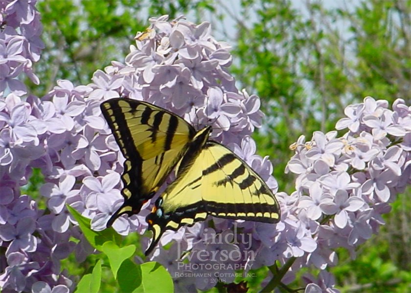 [Swallowtail+Butterfly.jpg]
