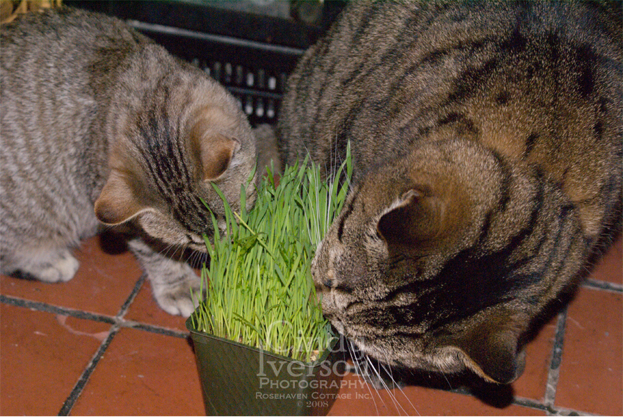 [Lucy+eating+kitty+grass+2.jpg]