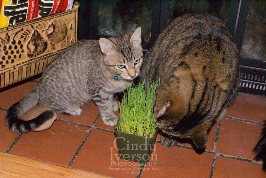 [Lucy+eating+kitty+grass+1.jpg]