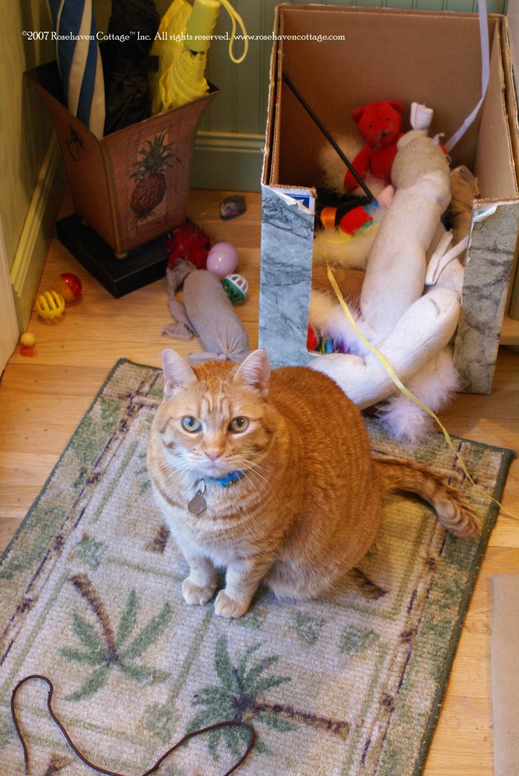 [Dee+Dee+in+front+of+cat+toy+box.jpg]