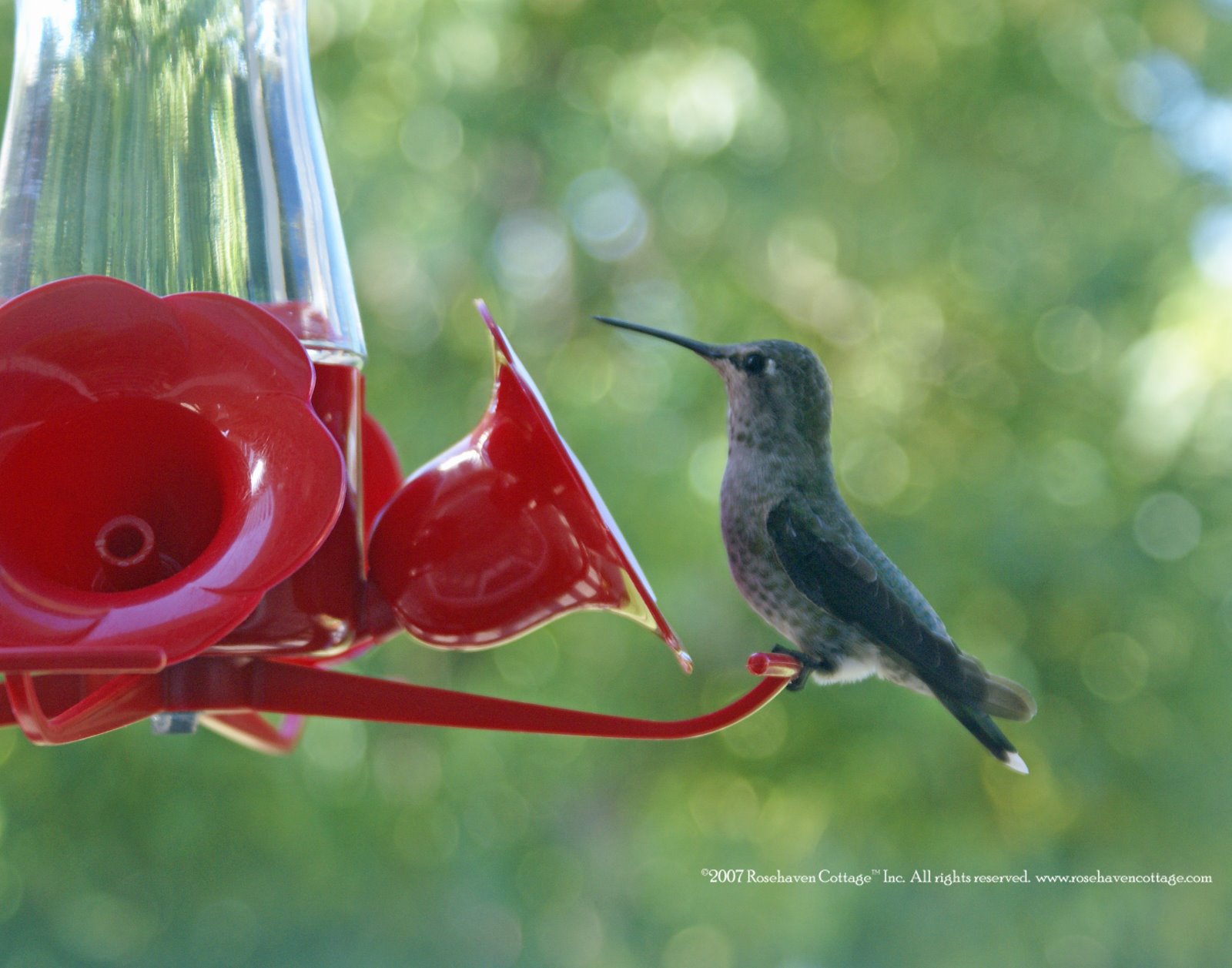 [Hummingbird+at+feeder.jpg]