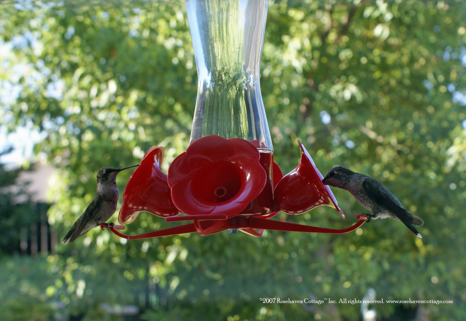 [Two+Hummingbirds+at+feeder.jpg]