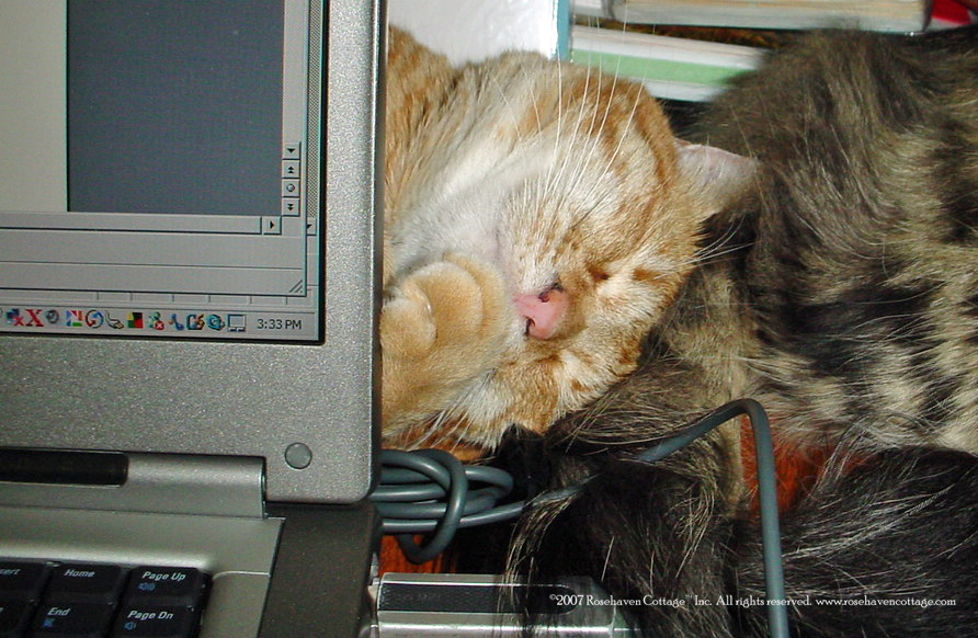 [Gus+and+Dee+Dee+behind+the+laptop.jpg]