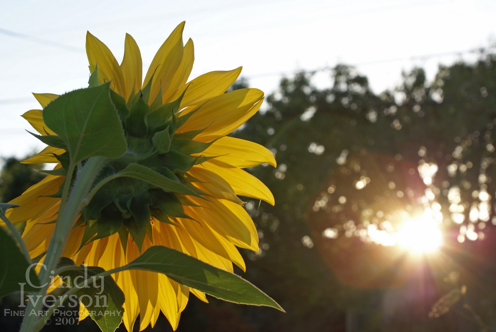 [Sunflower+facing+the+dawn.jpg]