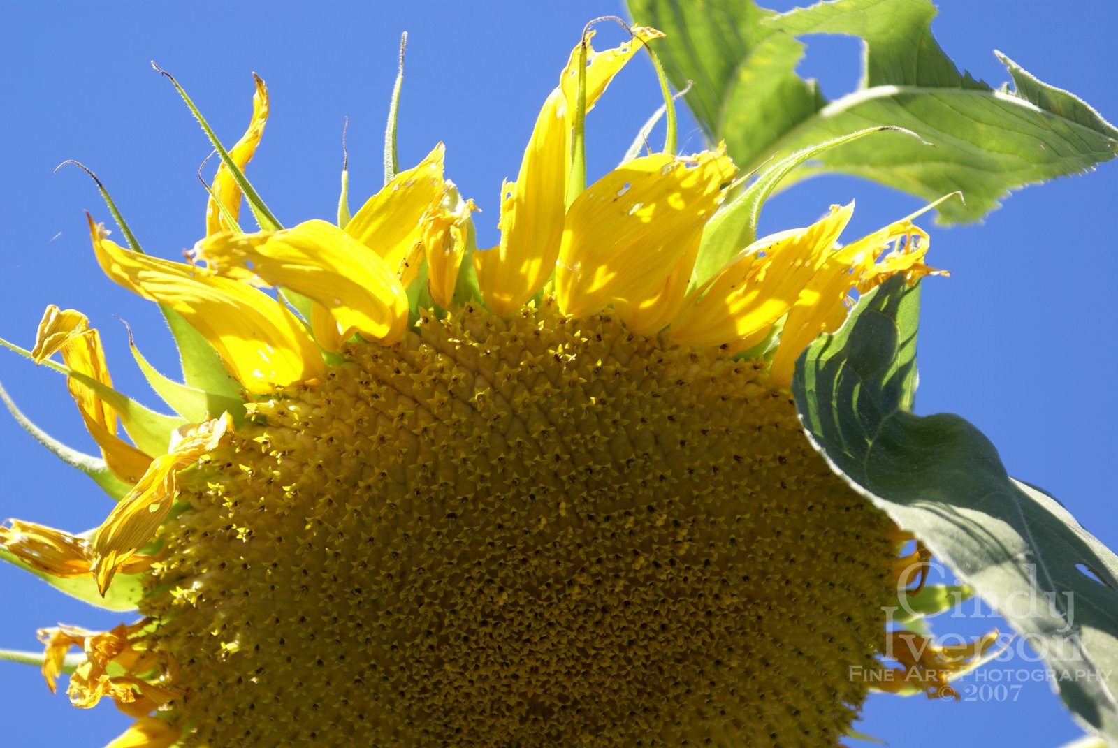 [Kong+Sunflower.jpg]