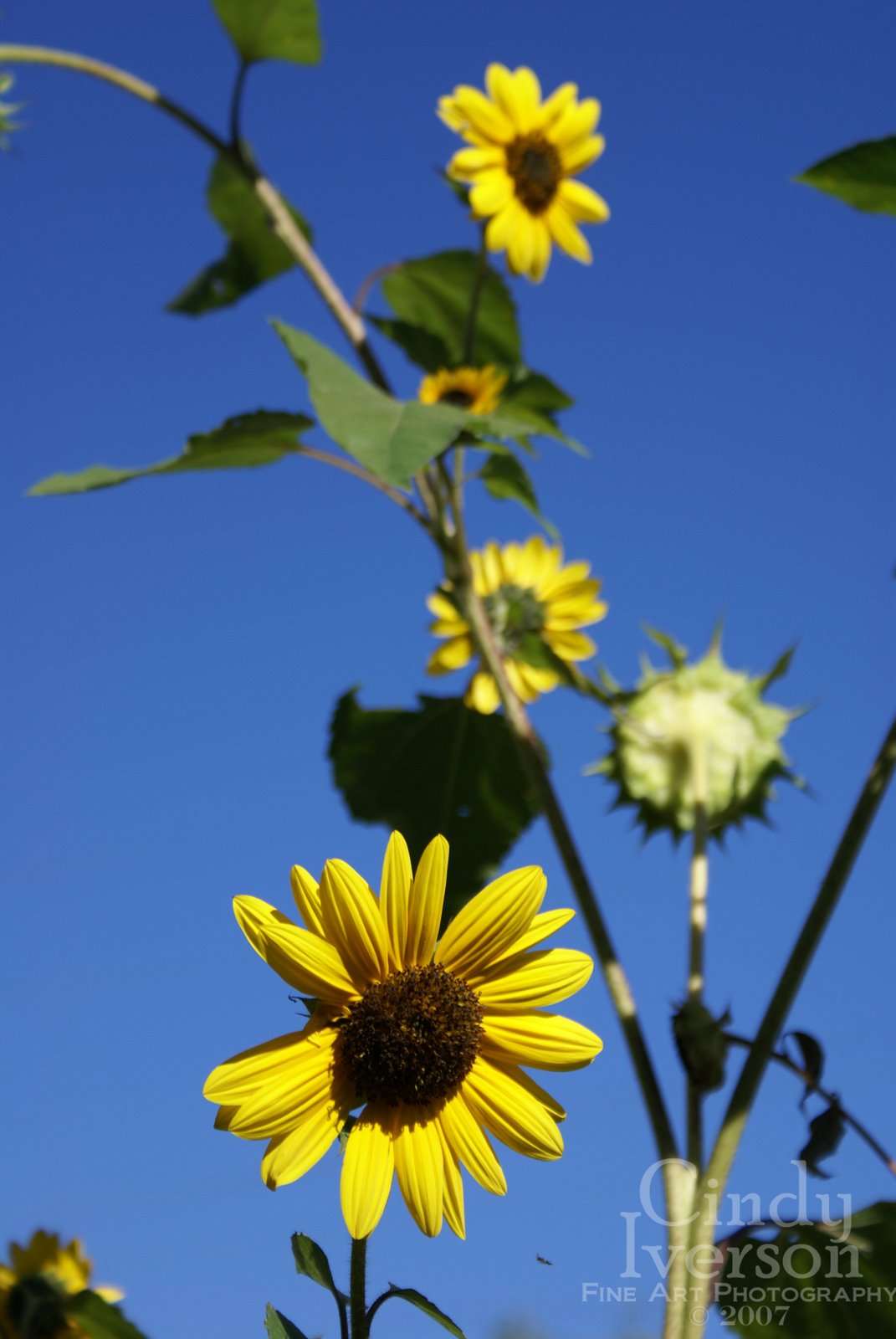 [October+Sunflowers.jpg]