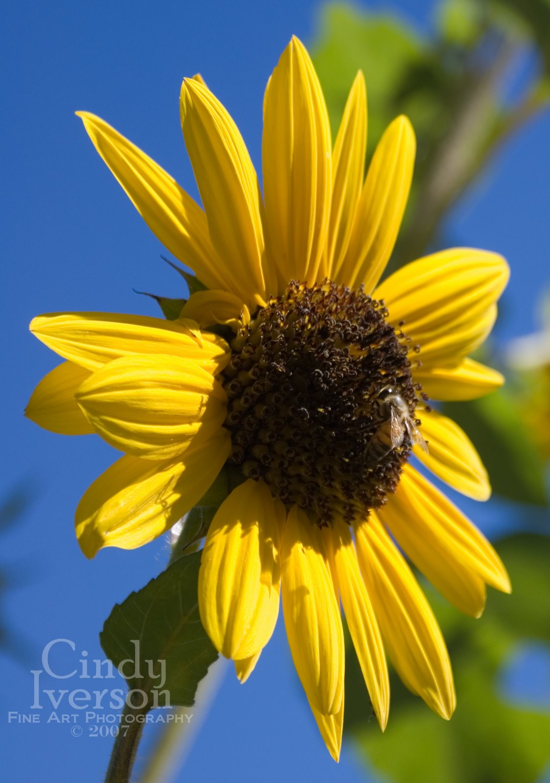 [Bee+on+Sunflower.jpg]