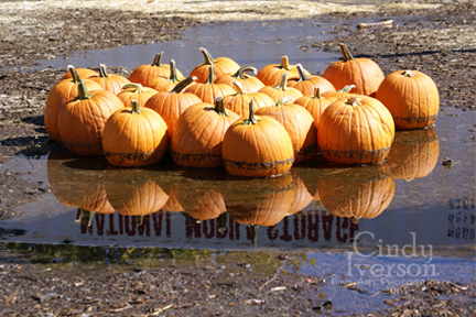 [Pumpkins+in+a+Puddle.jpg]