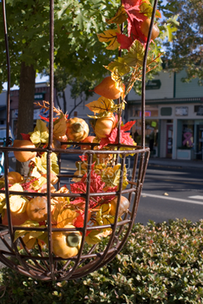 [Autumnal+hanging+basket.jpg]