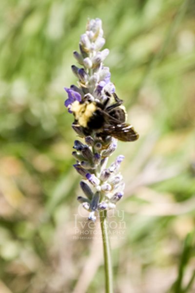[Bumblebee+on+lavender.jpg]