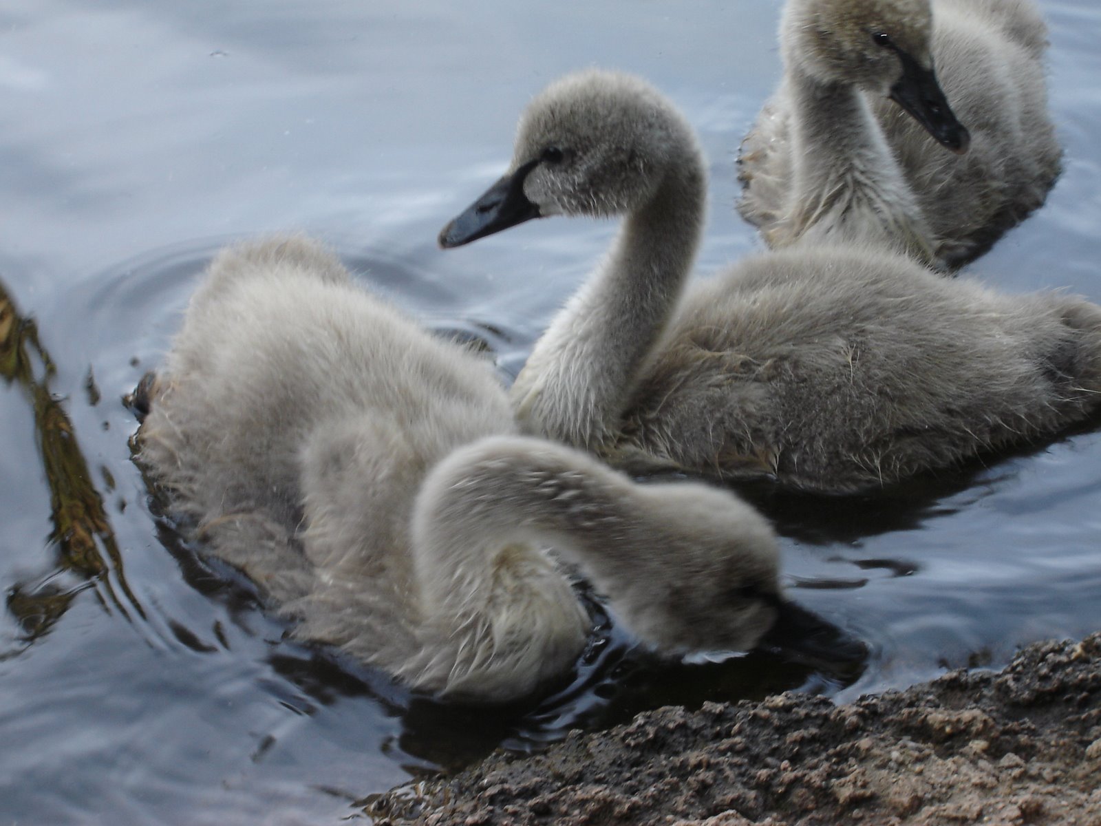 [Black+Swan+Babies.jpg]