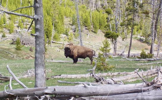 [Yellowstone+Bison.jpg]