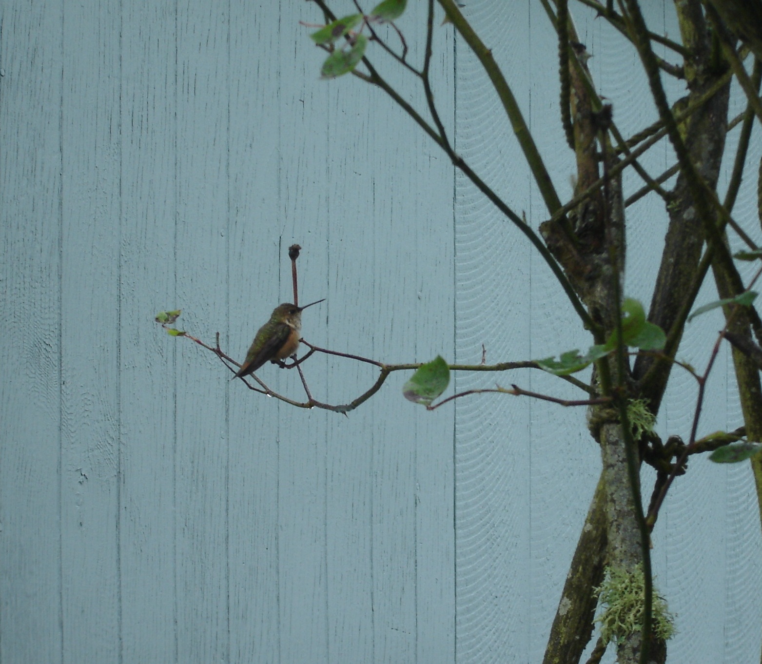 [Hummingbird+Queen.jpg]