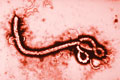 [ebola+virus.jpg]