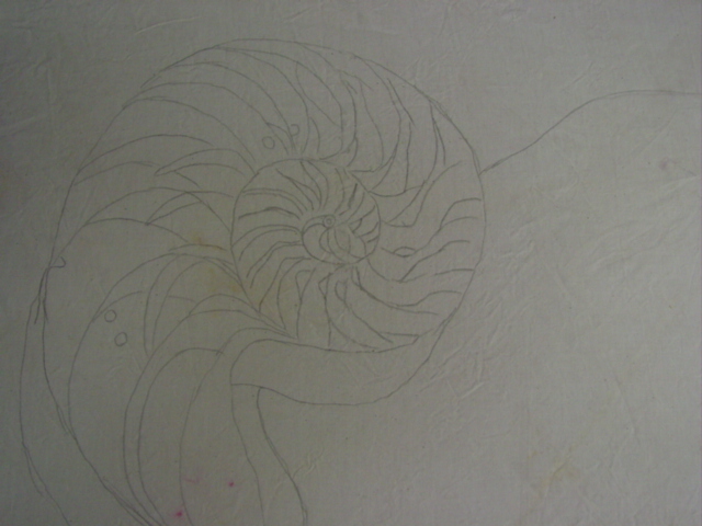 [drawing+of+nautilus.jpg]