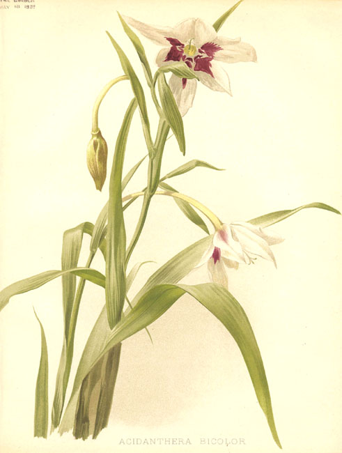 [23338.Iridaceae+-+Acidanthera+bicolor.jpg]