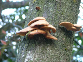 [oyster+mushrooms+tree.jpg]