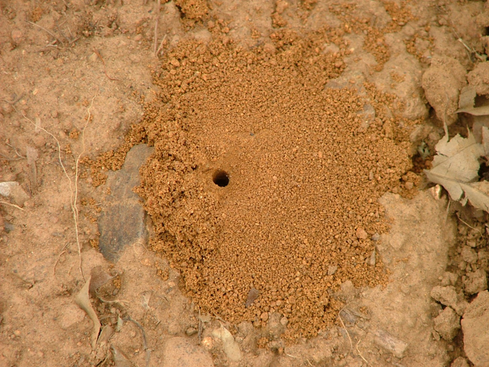 [small+wasp+termite+nest.jpg]