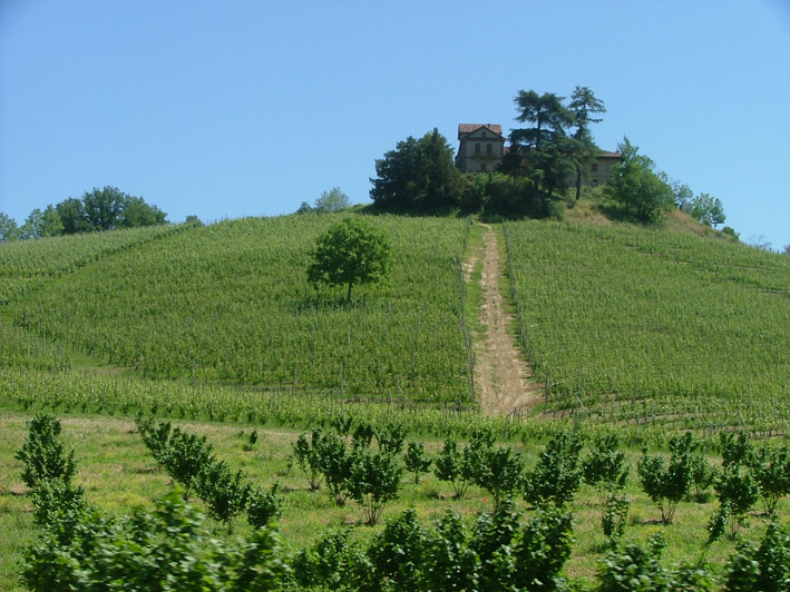[hilltop+hacienda+vines.jpg]