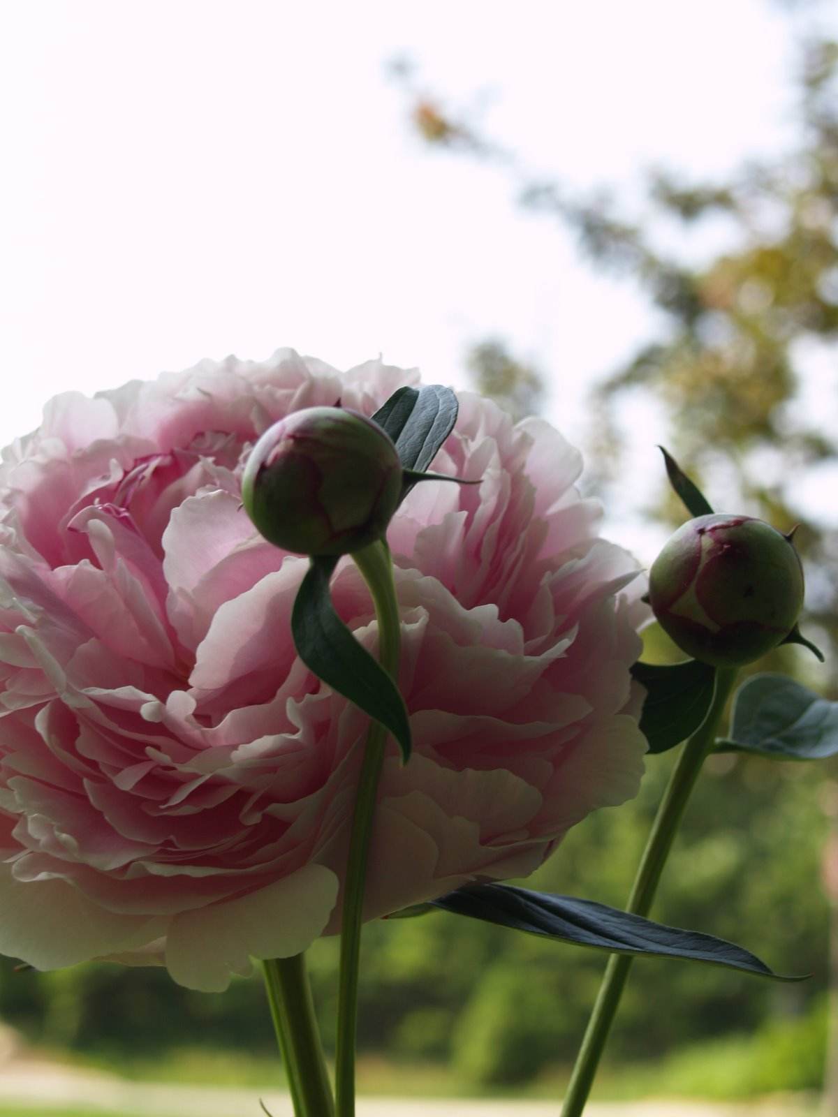 Pink Cotton Candy Peony