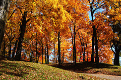 [fall+picture+for+wallpaper.jpg]