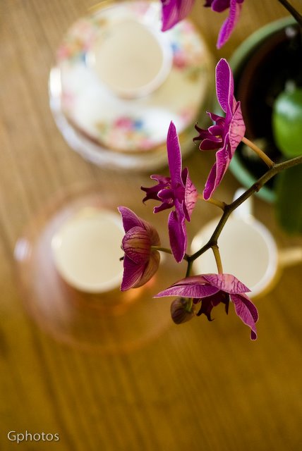 [orchids0708-3.jpg]