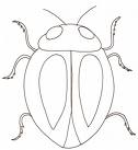 [scarabee.jpg]