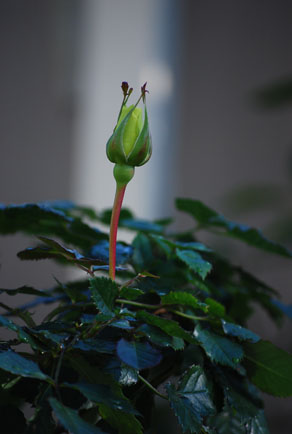 [Friesia+rose.jpg]