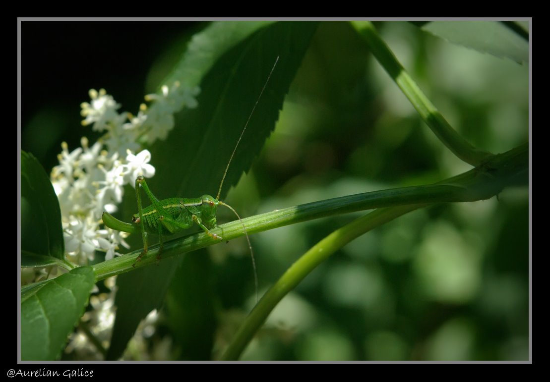 [Green+Grasshopper.jpg]