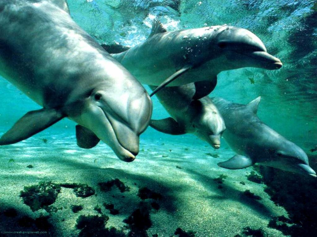[delfines.jpg]