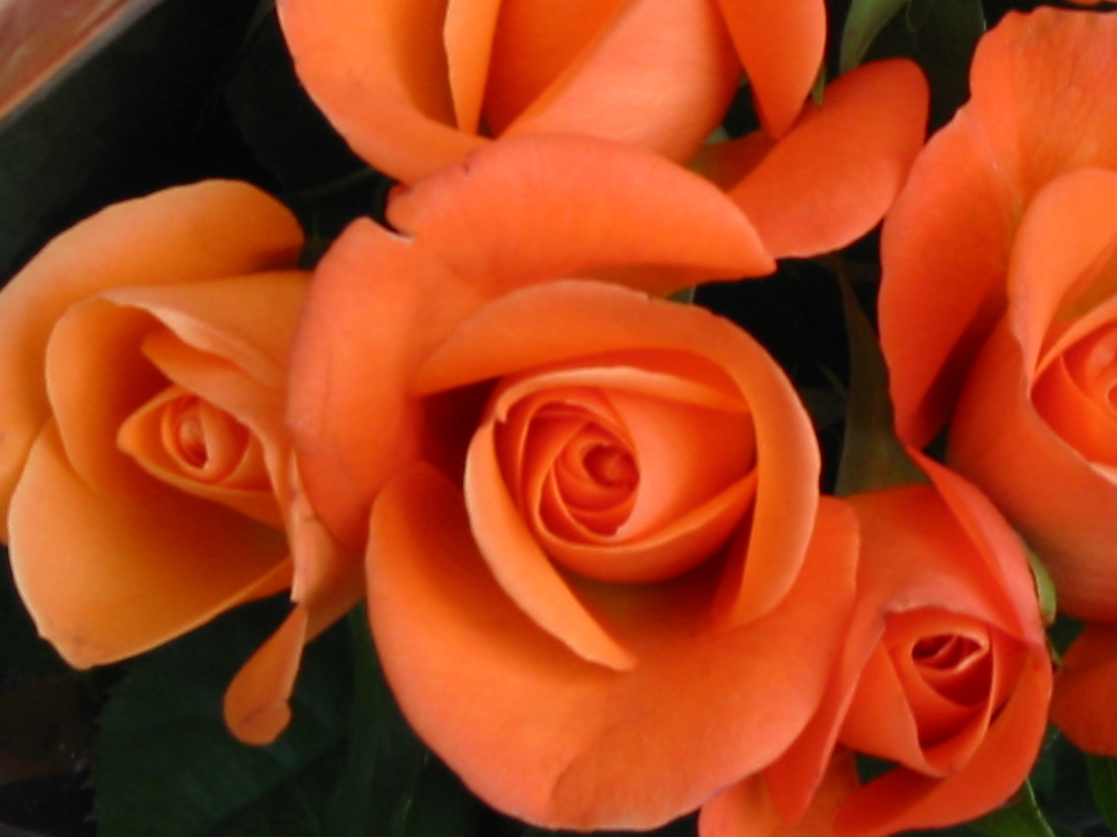 [Orange+Rose.jpg]
