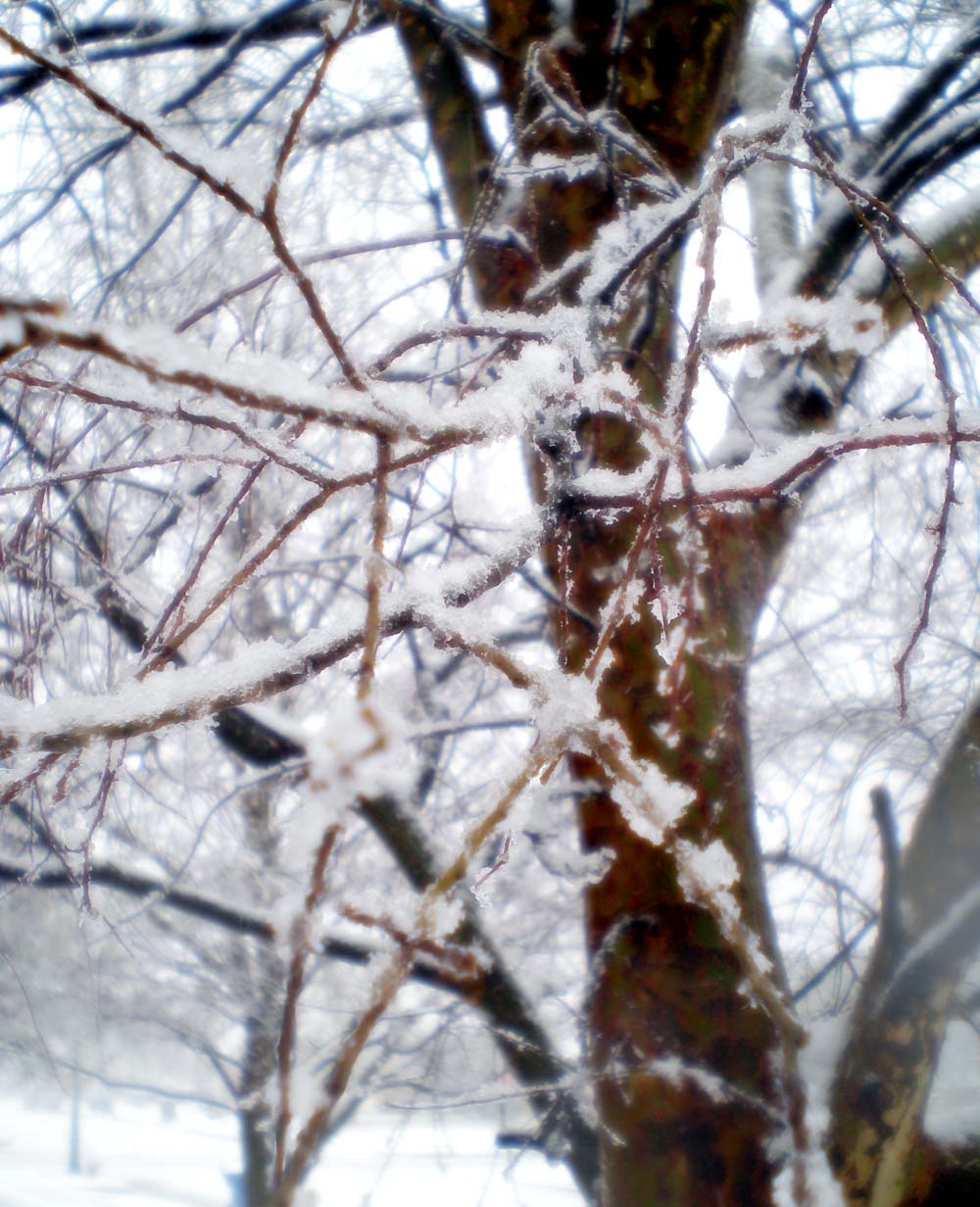 [Snowy+tree+out+front.jpg]