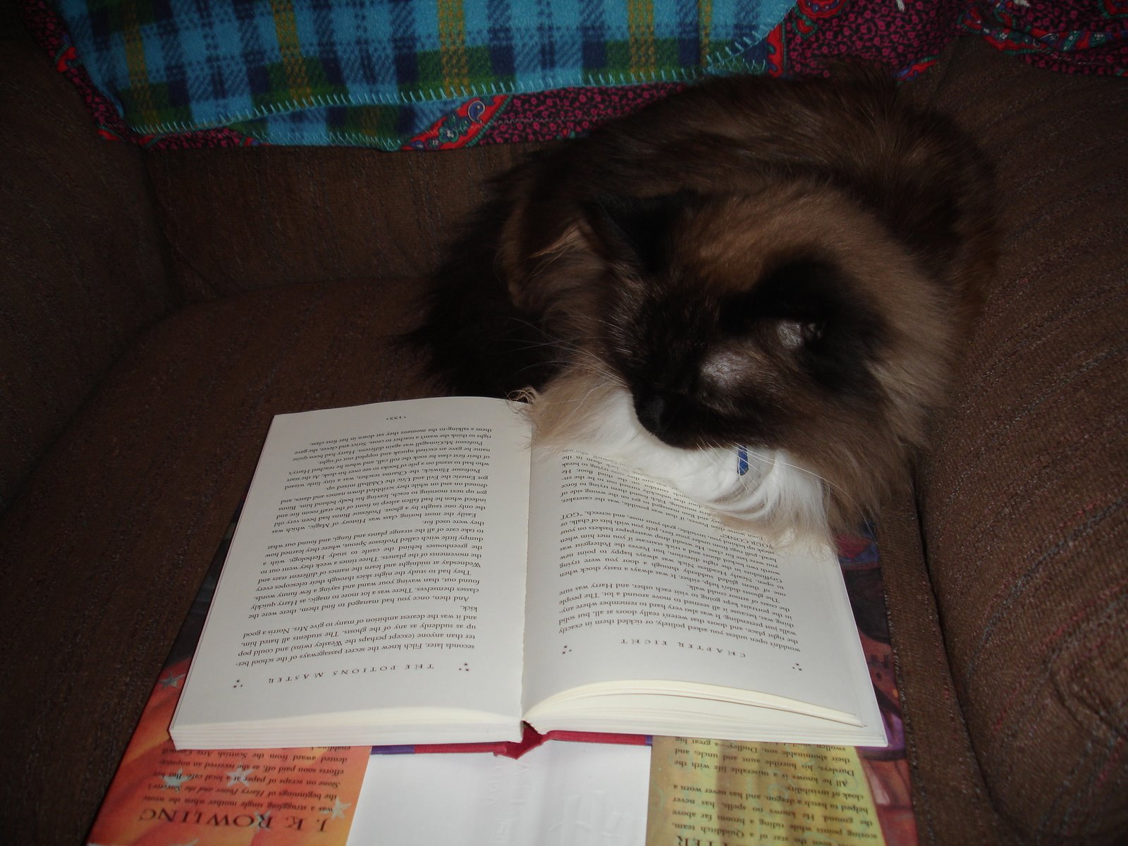 [Reading+Kitty+002.jpg]