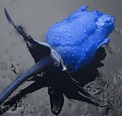 [20060323-flor+azul.jpg]