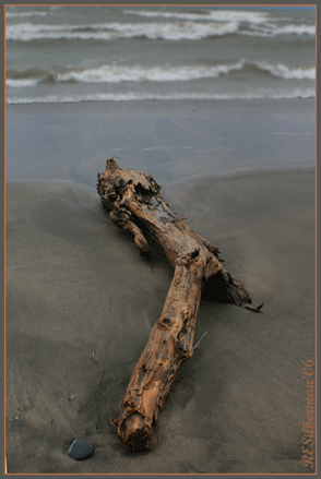 [driftwood2.gif]