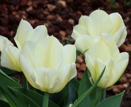 [Tulips+042508-002+LowRes.jpg]