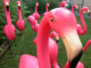[oink+flamingo.jpg]