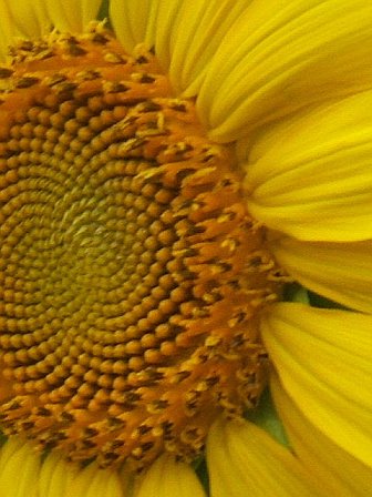 [blog-sunflower+artsy.jpg]