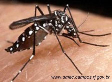 [mosquito+dengue.jpg]