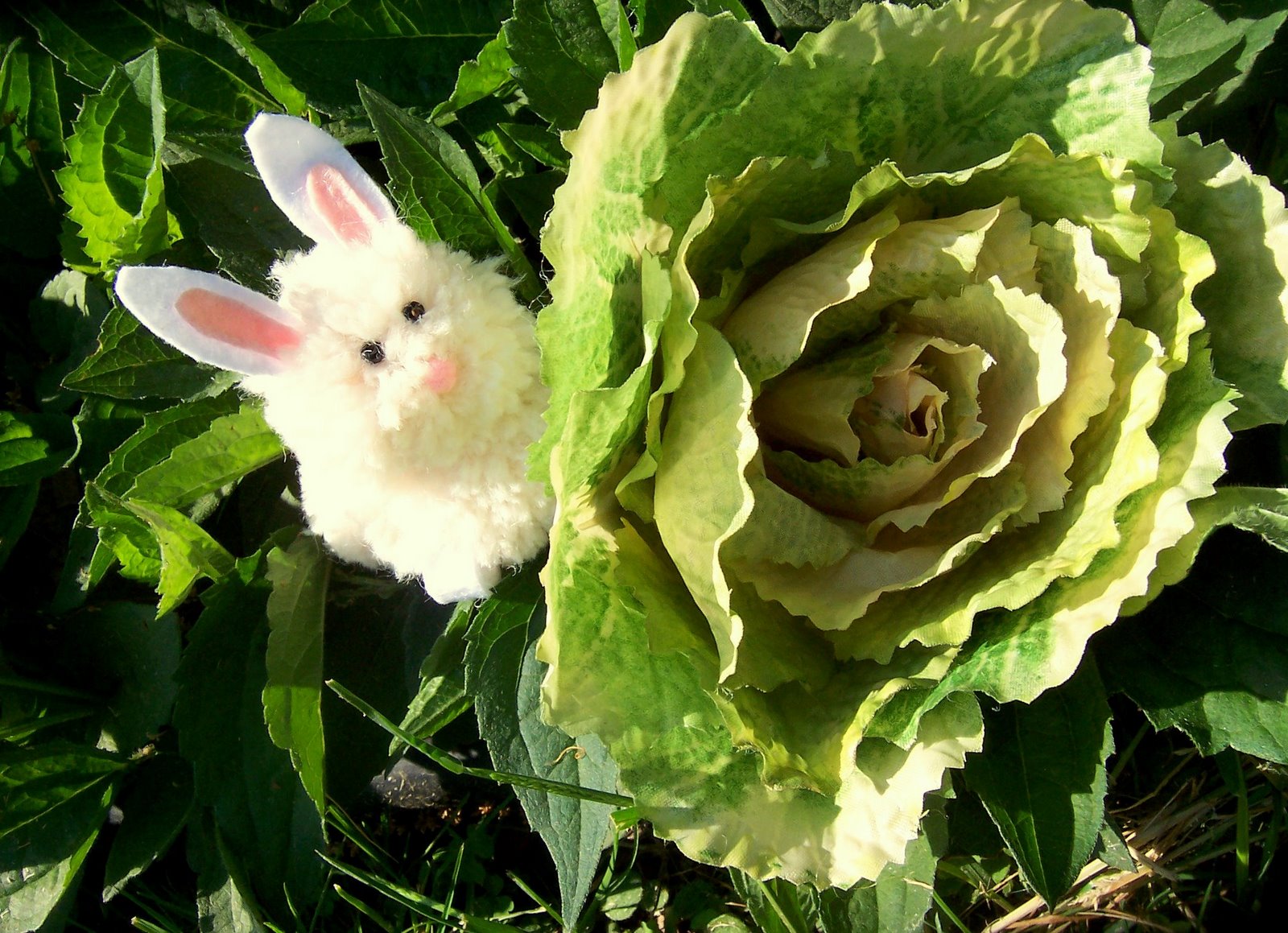 [bunny.jpg]