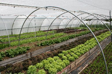 [Gleann-na-Meala_greenhouse.bmp]